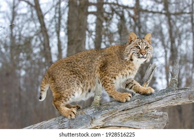 Close up of mature bobcat on the hunt in Nortehern Minnesota