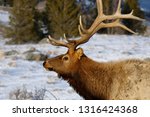 Close up of a mature bull elk with antlers in winter at Blacktail Deer Plateau Yellowstone National Park