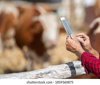 Close Up Of Mature Farmer Holding Tablet In Front Of Cows In Barn