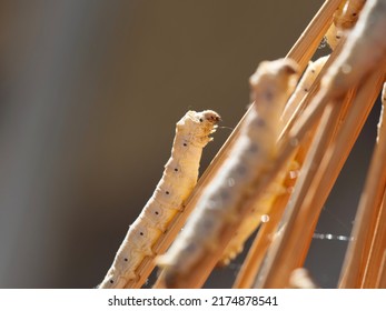 Close Up Of Mature Silk Worms On Twig, Waiting To Cocoon, Body Looks Transparent In Sun Light Backlit.