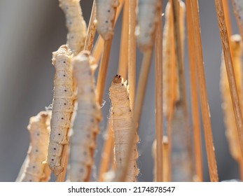 Close Up Of Mature Silk Worms On Twig, Waiting To Cocoon, Body Looks Transparent In Sun Light Backlit.