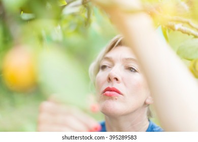 Close Up Of Mature Woman Reaching To Pick Plums In Orchard