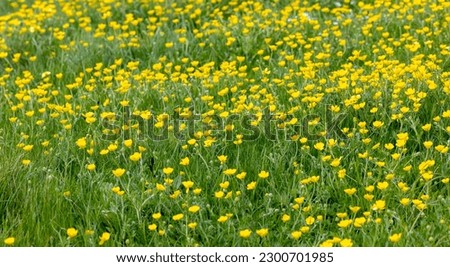 Close up of a meadow full of yellow buttercup flowers amongst the green grass