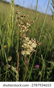 Close up of a meadowsweets tiny buds and flowers. Close-up of meadowsweet (Filipendula ulmaria) growing in a grassy field. The plant features clusters of small, creamy white flowers with pinkish buds on tall, slender stems. Surrounded by long, green grasses, it is bathed in natural sunlight, with a clear blue sky in the background. This perennial plant is common in damp meadows and is known for its traditional medicinal uses.