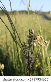 Close up of a meadowsweets tiny buds and flowers. Close-up of meadowsweet (Filipendula ulmaria) growing in a grassy field. The plant features clusters of small, creamy white flowers with pinkish buds on tall, slender stems. Surrounded by long, green grasses, it is bathed in natural sunlight, with a clear blue sky in the background. This perennial plant is common in damp meadows and is known for its traditional medicinal uses.