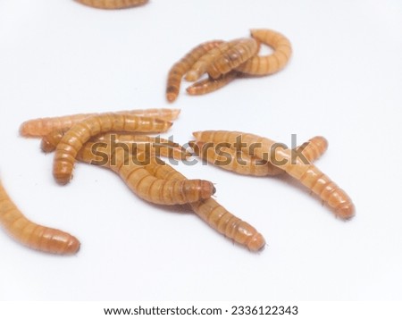 close up of mealworm group