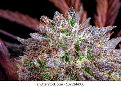 Close Up Medicinal Marijuana Flower