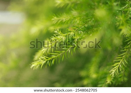 Close up Melaleuca bracteata tree, selective focus