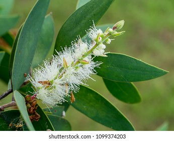 Close Up Of Melaleuca Quinquenervia Flower.