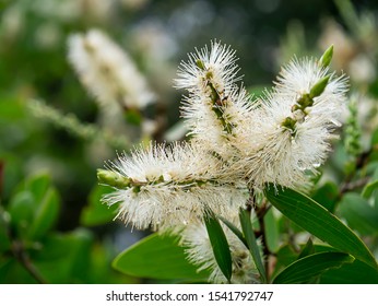 Close Up Of Melaleuca Quinquenervia Flower.