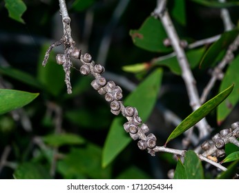 Close Up Of Melaleuca Quinquenervia Seeds On Branch.