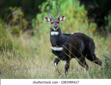 Close up of a Menelik's Bushbuck (Tragelaphus scriptus meneliki) standing in grass in the forest, Ethiopia.