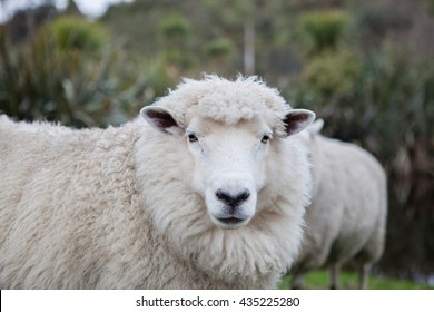 Close Up Merino Sheep In New Zealand Livestock Farm