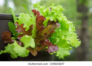 Close Up Of A Mesclun Mix Of Red And Green Lettuces In A Pocket Of A Vertical Tower Container Garden On A Backyard Deck In The Suburbs