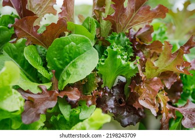 Close Up Of A Mesclun Mix Of Red And Green Lettuces In A Pocket Of A Vertical Tower Container Garden On A Backyard Deck In The Suburbs