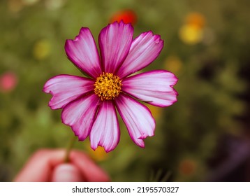 Close Up Of A Mexican Aster Flower