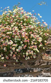 Close Up Of Mexican Fleabane (erigeron Karvinskianus) Flowers Growing On A Wall