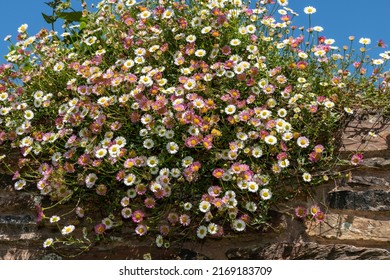 Close Up Of Mexican Fleabane (erigeron Karvinskianus) Flowers Growing On A Wall