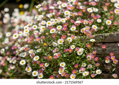 Close Up Of Mexican Fleabane (erigeron Karvinskianus) Flowers Growing On A Wall