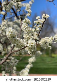 Close Up Mexican Plum Tree