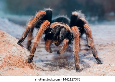 Close Up Of A Mexican Red Leg Tarantula