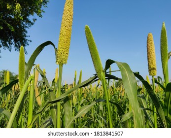 3 Ever green millet plant Images, Stock Photos & Vectors | Shutterstock