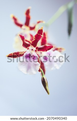 Close up of Miltonia Kismet Orchid flowers against a light grey blue background. Selective focus with blurred foreground and background.