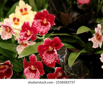 Close up of Miltoniopsis Orchid flowers and Calathea roseopicta, using selective focus, with a blurred background