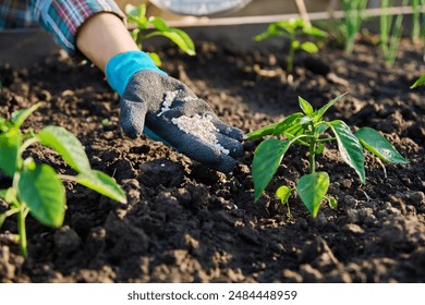 Close up of mineral fertilizers in hands, fertilizing sweet bell pepper plant - Powered by Shutterstock