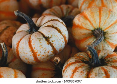 Close up of Mini Pumpkins
