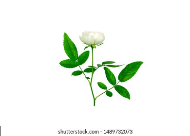 Close up mini white Fairy Rose flower (Scietific name Rosa chinensis Jacq) isolate on white background with clipping path.