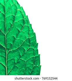 close up mint leaf