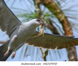 Close up of Mississippi kite (Ictinia mississippiensis) flying and hunting with brown Cuban anole lizard (Anolis equestris) in its beak and mouth - under neath shot view from below
