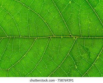 Close Up Of Mitragyna Speciosa Leaves.