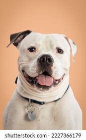 Close up of a mixed breed dog. Dog portrait isolated. Studio shot of a cute dog on an isolated background - Shutterstock ID 2227366179