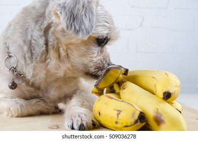 Close up mixed breed dog ( Shih-Tzu / Schnauzer ) sniffing brunch of banana. Template for animal and pet, education, food and drink product. - Shutterstock ID 509036278