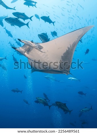 close up Mobula Ray with school of jacks