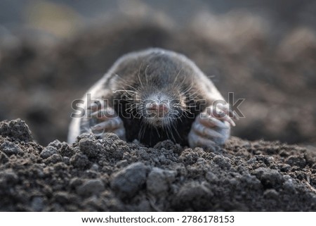Close Mole digging through soil while emerging from a burrow during daylight hours