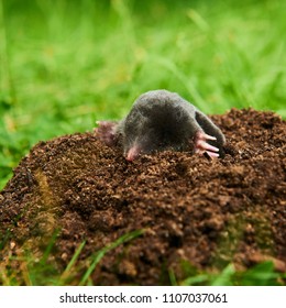 Close Mole Garden Talpa Europaea Crawling Stock Photo 1107037061 ...