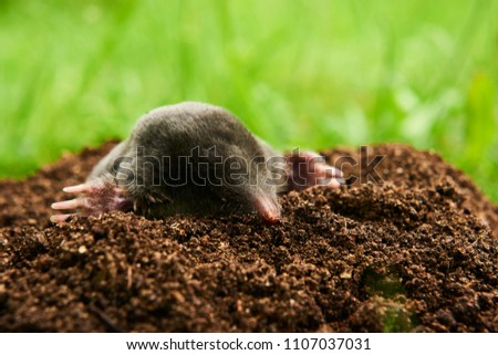 Close up of Mole in garden. Talpa europaea, crawling out of brown molehill, green grass lawn background. Selective focus