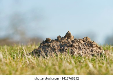 The Close Up Of A Molehill