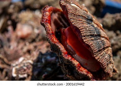 Close Up To Mollusca Bivalves