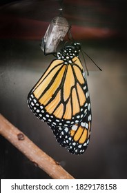 Close Up Of Monarch Butterfly Moments After Emerging From Chrysalis.