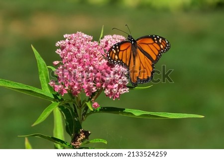 Close up of Monarch Butterfly Spreading its Wings on a Pink Swamp Milkweed Flower