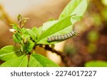 Close up of a Monarch Catepillar eating Milkweed