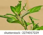 Close up of a Monarch Catepillar eating Milkweed