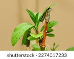 Close up of a Monarch Catepillar eating Milkweed