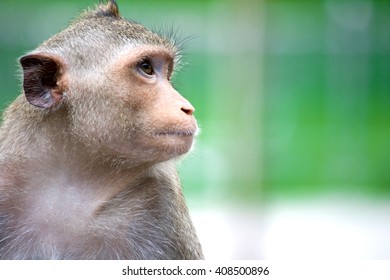 Close up of Monkey
