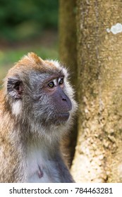 Close up of monkey