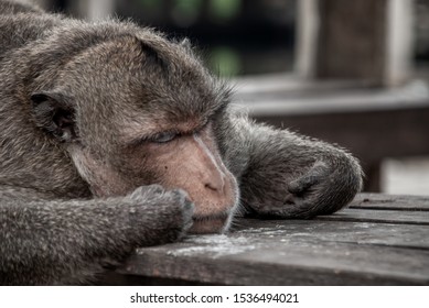 Close up of A monkey (Crab-eating macaque) sleep well on the waterfront pavilion, Bangkok.